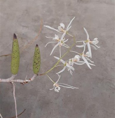 DENDROBIUM wassellii