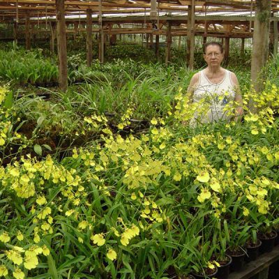 ONCIDIUM varicosum