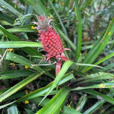 ANANAS bracteatus