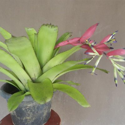 BILLBERGIA sanderiana