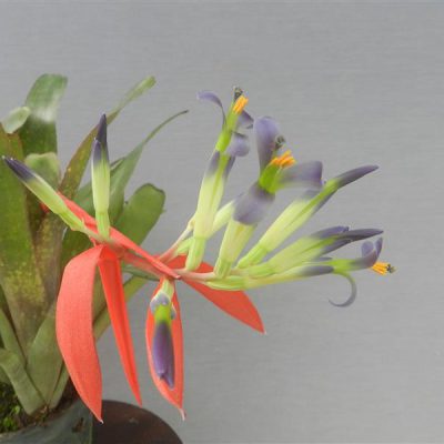 BILLBERGIA vittata