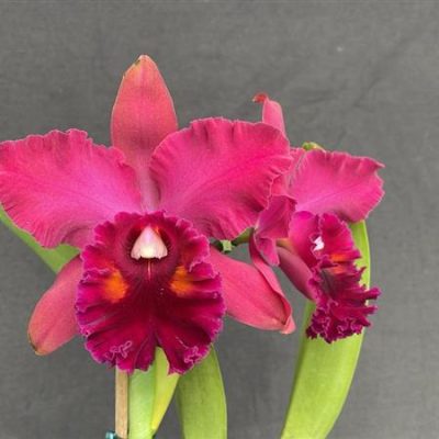 BRASSOLAELIOCATTLEYA Fort Watson "Mendenhall"