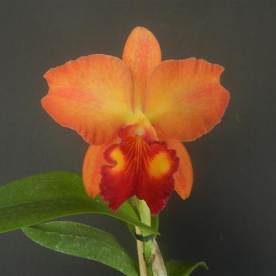 BRASSOLAELIOCATTLEYA Golden Bay Splendor