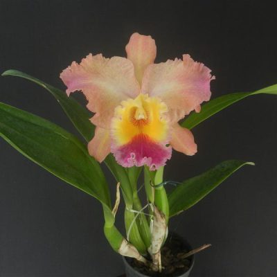 BRASSOLAELIOCATTLEYA Goldenzelle x Blc. Ocone Mendenhall