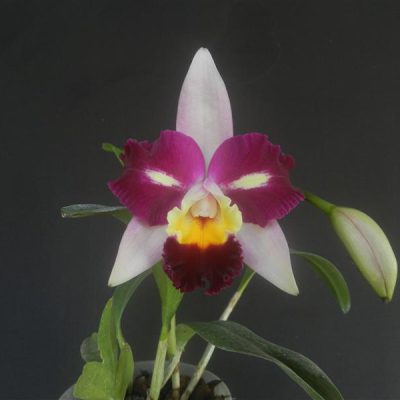 BRASSOLAELIOCATTLEYA Haw Yuan Beauty Rainbow
