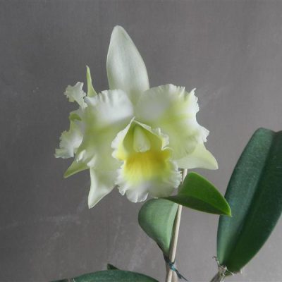 BRASSOLAELIOCATTLEYA Island Chayn Blumen