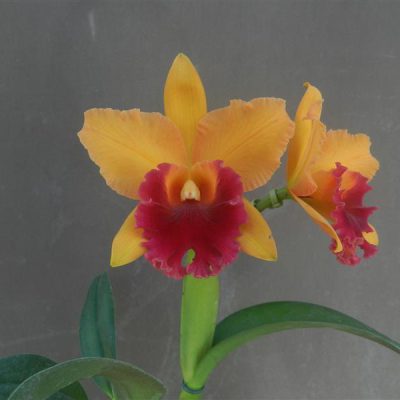 BRASSOLAELIOCATTLEYA Linda Fish Casey