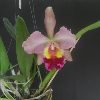 BRASSOLAELIOCATTLEYA Lucky Strike x Blc. Chunyeah