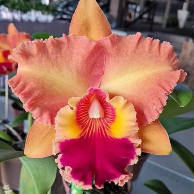 BRASSOLAELIOCATTLEYA Mirian Suzuki