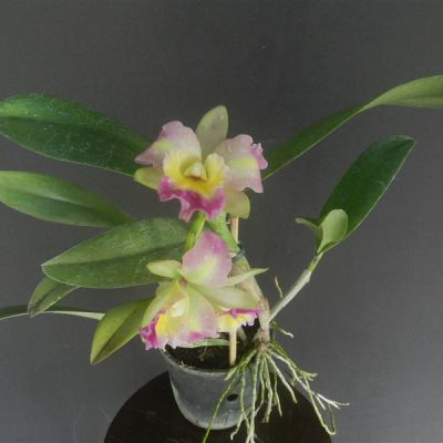 BRASSOLAELIOCATTLEYA Momilani Raybow