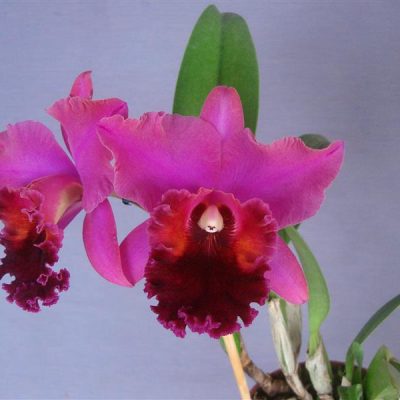 BRASSOLAELIOCATTLEYA Oconee Mendenhall