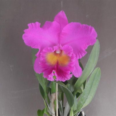 BRASSOLAELIOCATTLEYA Pink Empress