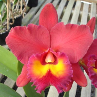 BRASSOLAELIOCATTLEYA Pumpkin Festival