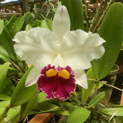 Brassolaeliocattleya Sheila Lauterbach
