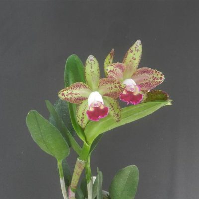 BRASSOLAELIOCATTLEYA Waianae Leopard