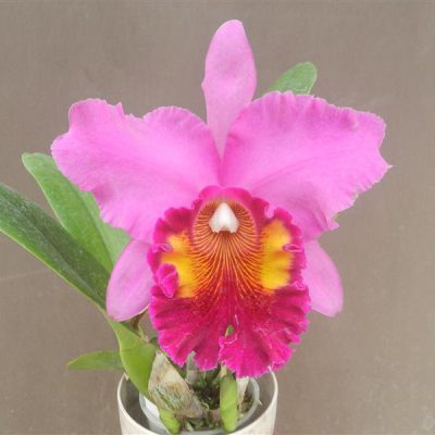 BRASSOLAELIOCATTLEYA Lucky strike