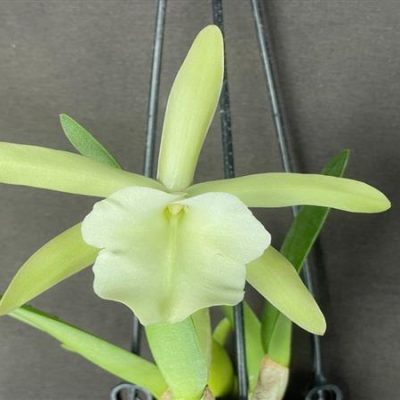 BRASSAVOLA glauca