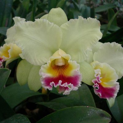 BRASSOLAELIOCATTLEYA Goldenzelle "High Moon"