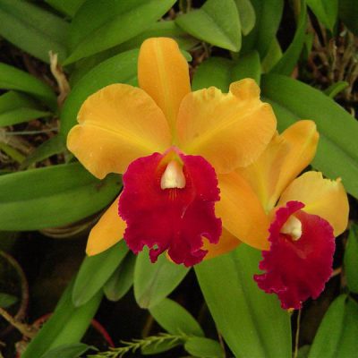 BRASSOLAELIOCATTLEYA King Anantha Mahidon
