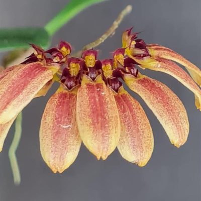 BULBOPHYLLUM Daisy Chain