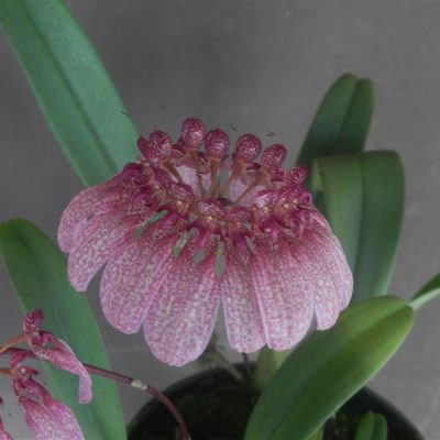 BULBOPHYLLUM eberhardtii