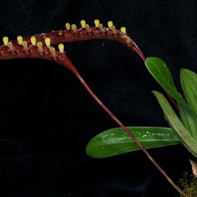 BULBOPHYLLUM falcatum