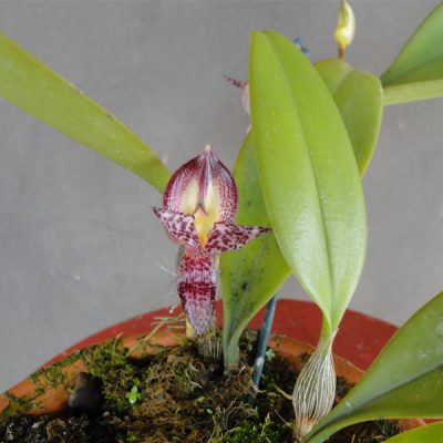 BULBOPHYLLUM macranthum