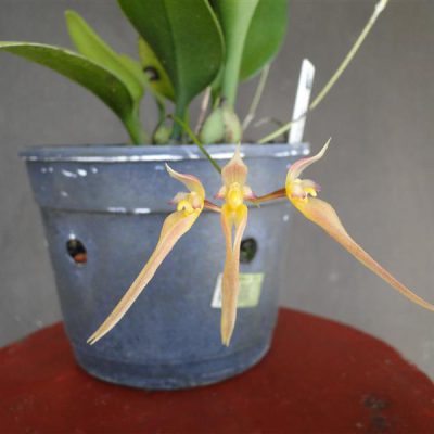 BULBOPHYLLUM macrei