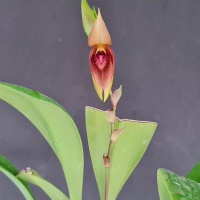 BULBOPHYLLUM mandibulare