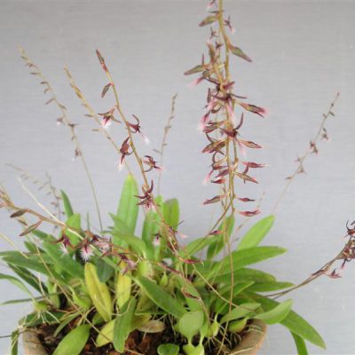 BULBOPHYLLUM miniatum