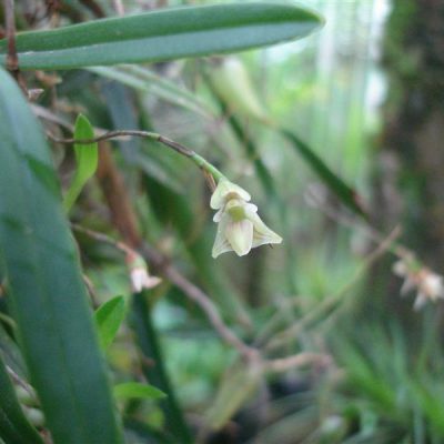 BULBOPHYLLUM napellii