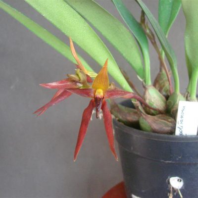 BULBOPHYLLUM nymphopolitanum