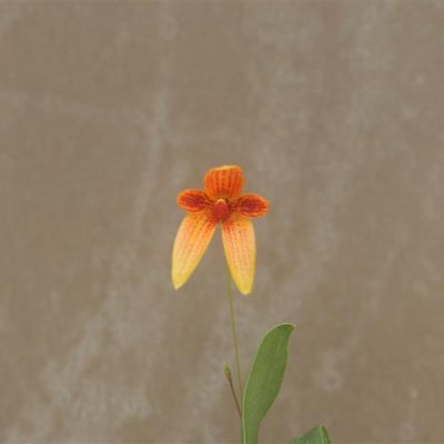 BULBOPHYLLUM pardalotum
