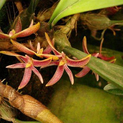 BULBOPHYLLUM patens
