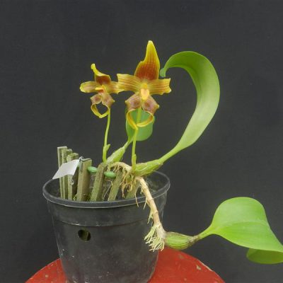 BULBOPHYLLUM piestoglossum