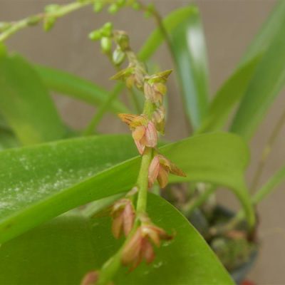 BULBOPHYLLUM rigidum