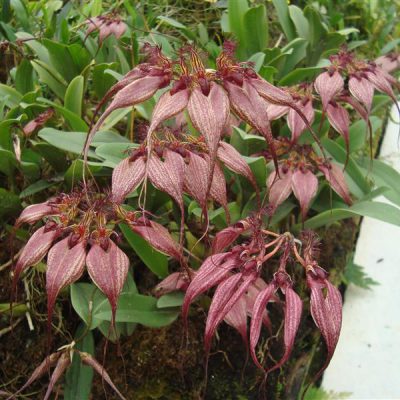 BULBOPHYLLUM rothschildianum