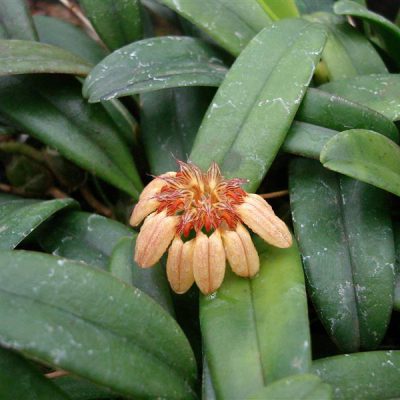 BULBOPHYLLUM roxburghii
