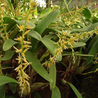 BULBOPHYLLUM rufinum