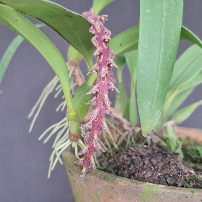 BULBOPHYLLUM saurocephalum