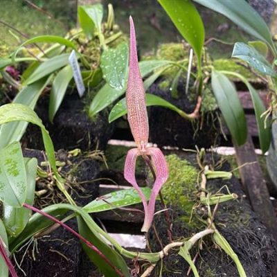 BULBOPHYLLUM singulare