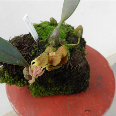 BULBOPHYLLUM spathulatum