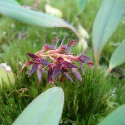 BULBOPHYLLUM tremulum