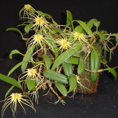 BULBOPHYLLUM vaginatum