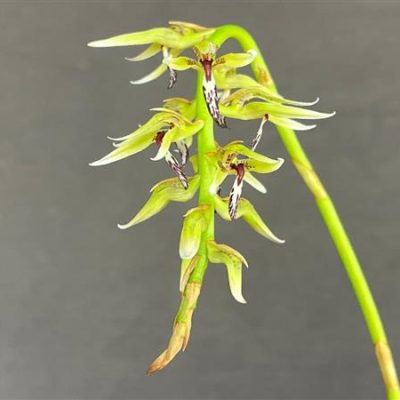 BULBOPHYLLUM weddellii