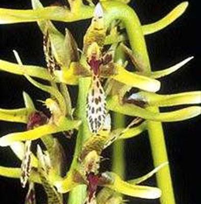 BULBOPHYLLUM weddellii