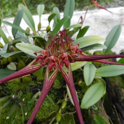 BULBOPHYLLUM wendlandianum