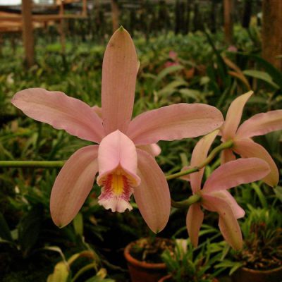 CATTLEYA forbesii