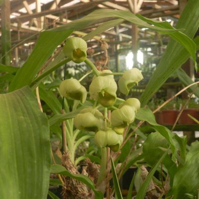 CATASETUM globiflorum