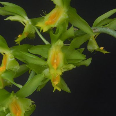 CATASETUM triodon